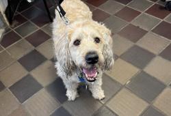 Shelter Stray Female Dog last seen NEW YORK, NY, 10029, 326 E 110th St, New York, NY 10029, USA