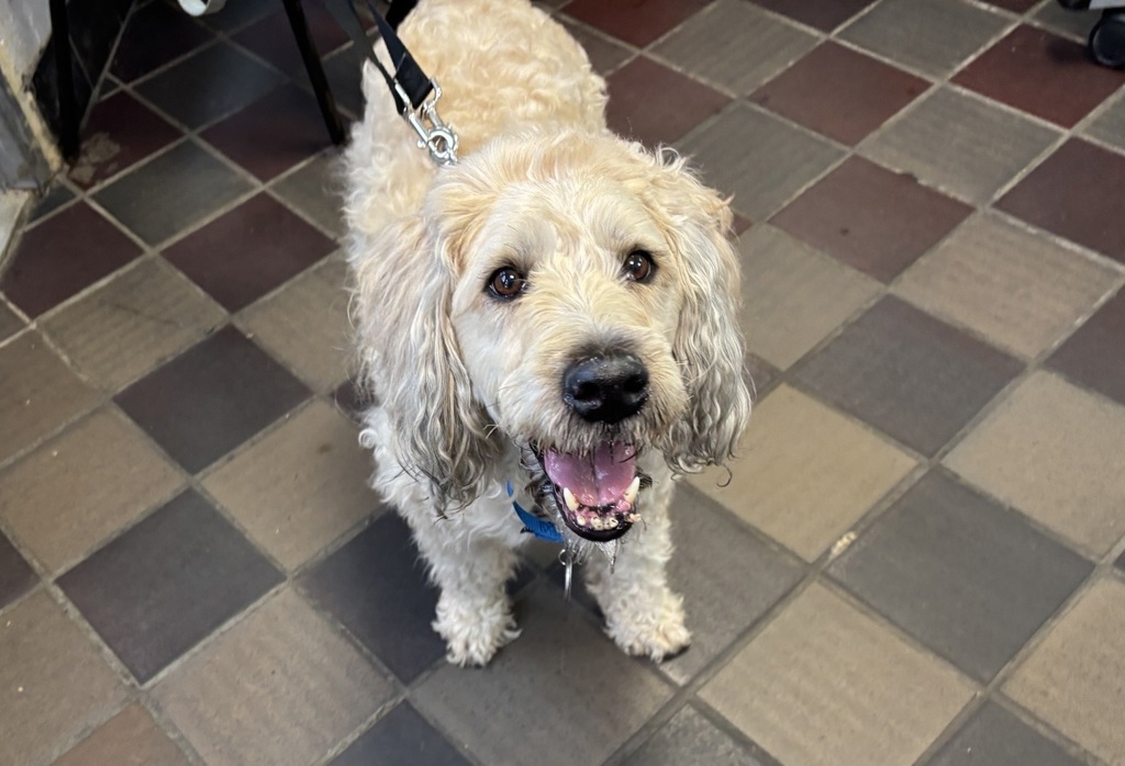 Shelter Stray Female Dog last seen NEW YORK, NY, 10029, 326 E 110th St, New York, NY 10029, USA