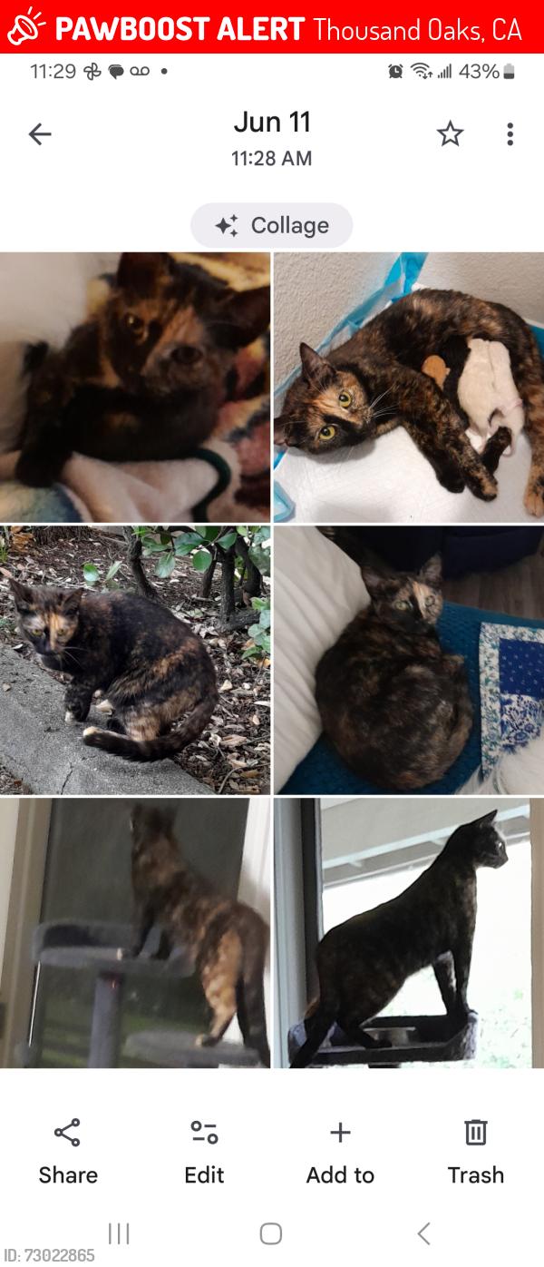 Lost Female Cat last seen Thousand Oaks, Thousand Oaks, CA 91362