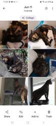 Lost Female Cat last seen Thousand Oaks, Thousand Oaks, CA 91362