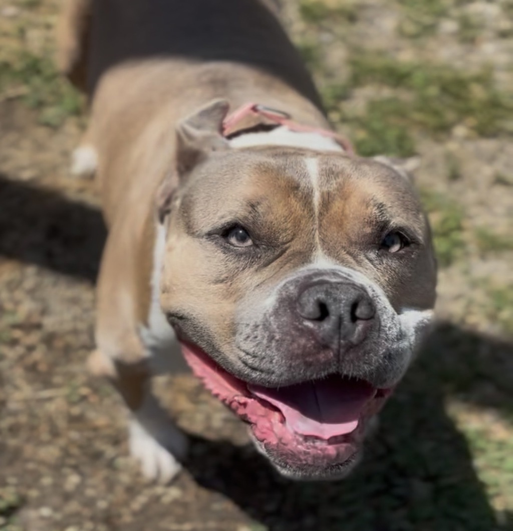 Shelter Stray Female Dog last seen SE 187th and Stark, PORTLAND, OR, 97233, 1700 W Historic Columbia River Hwy, Troutdale, OR 97060, USA