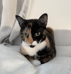 Lost Female Cat last seen Kendall drive and 133, Miami, FL 33183