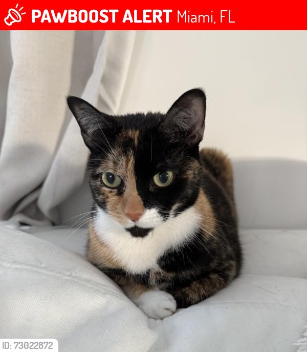 Lost Female Cat last seen Kendall drive and 133, Miami, FL 33183