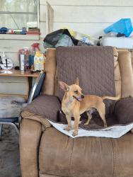 Found/Stray Male Dog last seen Powers dr. and chantry st, Orlando, FL 32835