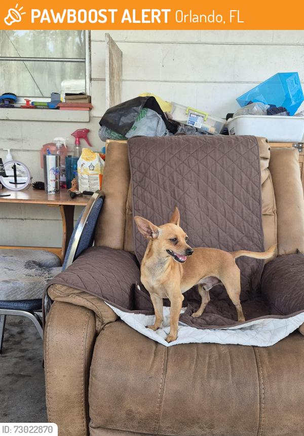 Found/Stray Male Dog last seen Powers dr. and chantry st, Orlando, FL 32835