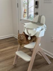 Lost Female Cat last seen Huntsville Browns Ferry Rd, Burgreen Rd, Holladay Blvd, Madison, AL 35756