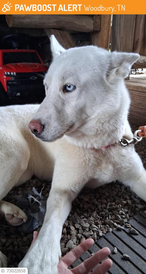 Found/Stray Female Dog last seen Manustown Rd and Old McMinnville Hwy, Woodbury, TN 37190