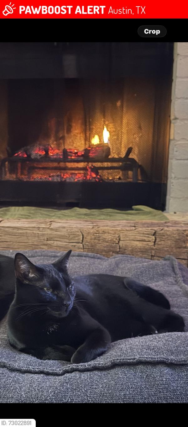 Lost Female Cat last seen Cloudview Dr. & Lunar Dr., Austin, TX 78745