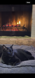 Lost Female Cat last seen Cloudview Dr. & Lunar Dr., Austin, TX 78745