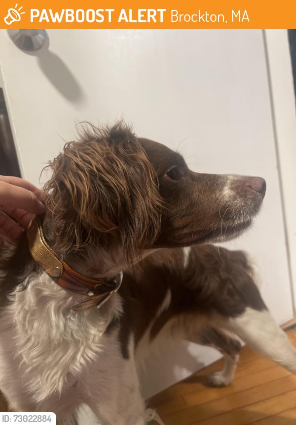Found/Stray Male Dog last seen Tremont street, Brockton, MA 02301