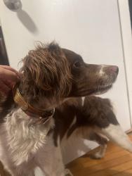Found/Stray Male Dog last seen Tremont street, Brockton, MA 02301