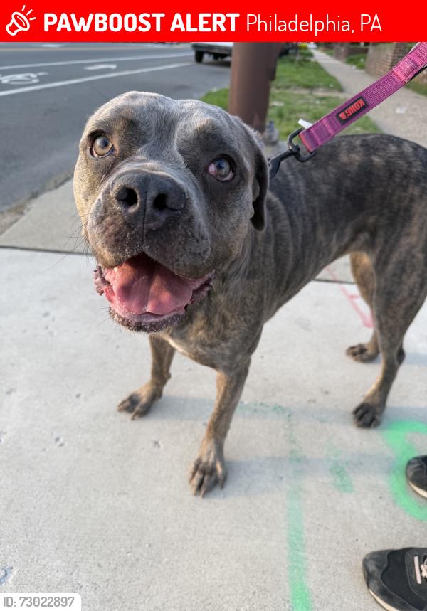 Lost Female Dog last seen 65th and Ogontz, Philadelphia, PA 19126