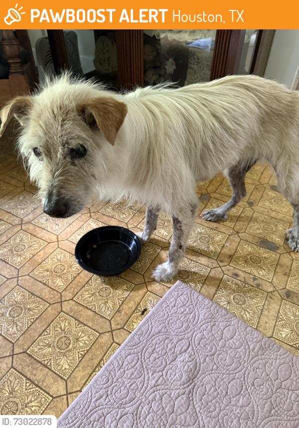 Found/Stray Male Dog last seen Near North Shepherd and the 911 Call Center, Houston, TX 77091