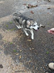 Found/Stray Male Dog last seen Theodore Dawes, Theodore, AL 36582