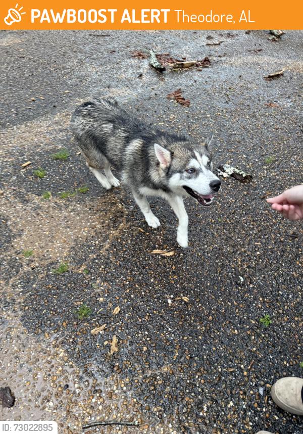 Found/Stray Male Dog last seen Theodore Dawes, Theodore, AL 36582
