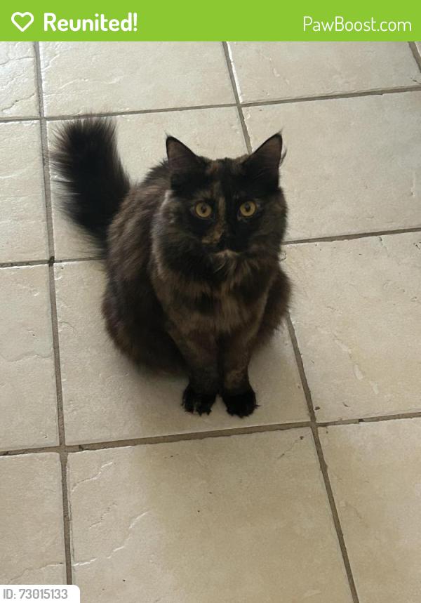 Reunited Female Cat last seen Broadmoor St , Livermore, CA 94551