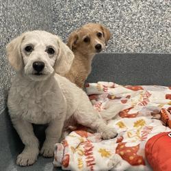 Shelter Stray Female Dog last seen , 12910 Yukon Ave, Hawthorne, CA 90250, USA
