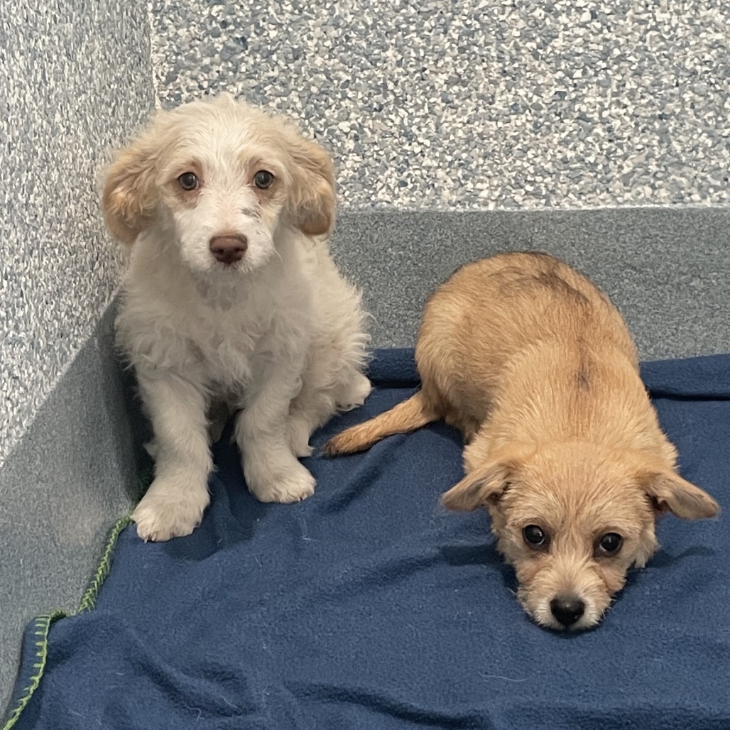 Shelter Stray Female Dog last seen , 12910 Yukon Ave, Hawthorne, CA 90250, USA