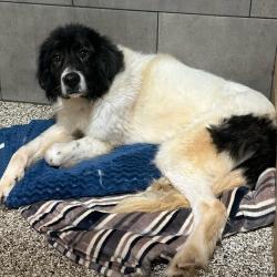 Shelter Stray Male Dog last seen , 825 W Jefferson St, Tipton, IN 46072, USA