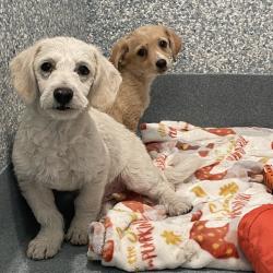 Shelter Stray Male Dog last seen , 12910 Yukon Ave, Hawthorne, CA 90250, USA