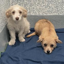 Shelter Stray Male Dog last seen , 12910 Yukon Ave, Hawthorne, CA 90250, USA