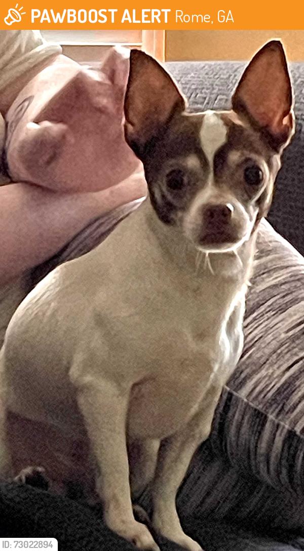 Found/Stray Male Dog last seen Walmart Parking Lot, Rome, GA 30161