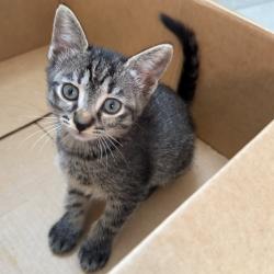 Shelter Stray Female Cat last seen , 8020 Washington St, Port Richey, FL 34668, USA