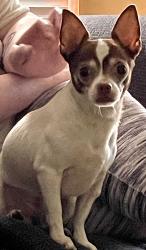 Found/Stray Male Dog last seen Walmart Parking Lot, Rome, GA 30161