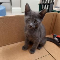 Shelter Stray Male Cat last seen , 8020 Washington St, Port Richey, FL 34668, USA