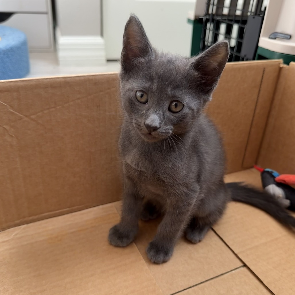 Shelter Stray Male Cat last seen , 8020 Washington St, Port Richey, FL 34668, USA