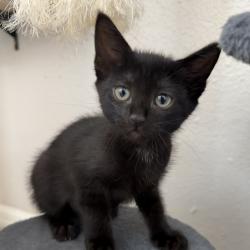 Shelter Stray Male Cat last seen , 8020 Washington St, Port Richey, FL 34668, USA