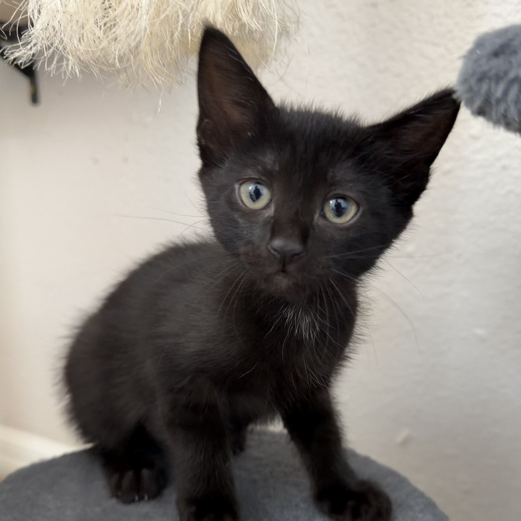 Shelter Stray Male Cat last seen , 8020 Washington St, Port Richey, FL 34668, USA