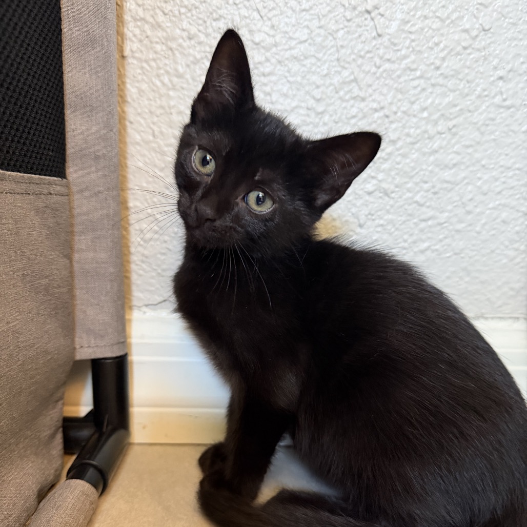 Shelter Stray Male Cat last seen , 8020 Washington St, Port Richey, FL 34668, USA