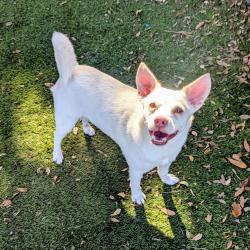 Shelter Stray Male Dog last seen , 8020 Washington St, Port Richey, FL 34668, USA