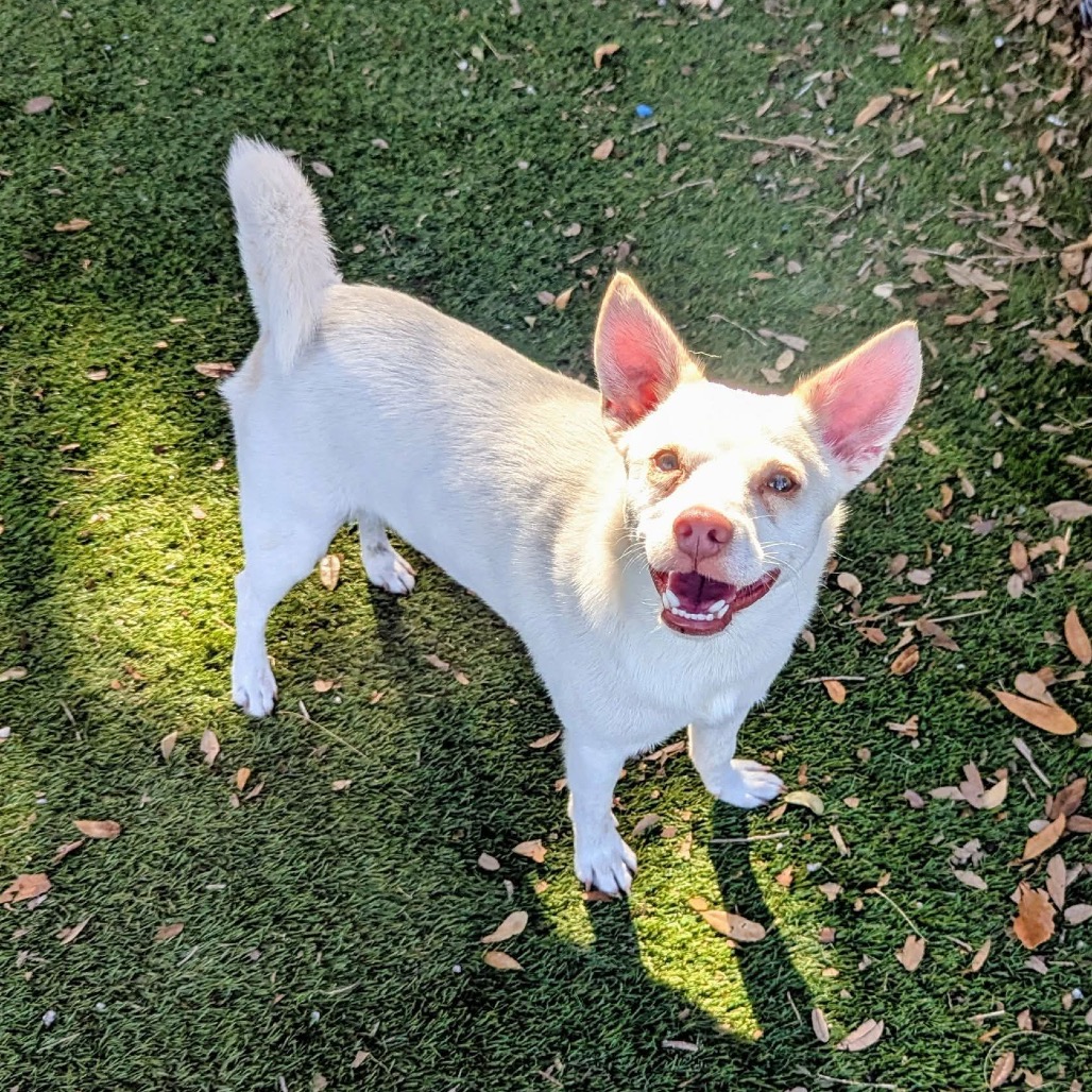 Shelter Stray Male Dog last seen , 8020 Washington St, Port Richey, FL 34668, USA