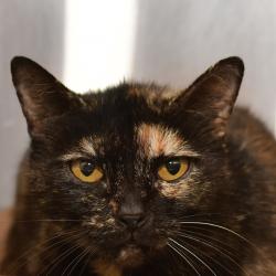 Shelter Stray Female Cat last seen , 3173 K-68 Hwy, Ottawa, KS 66067, USA