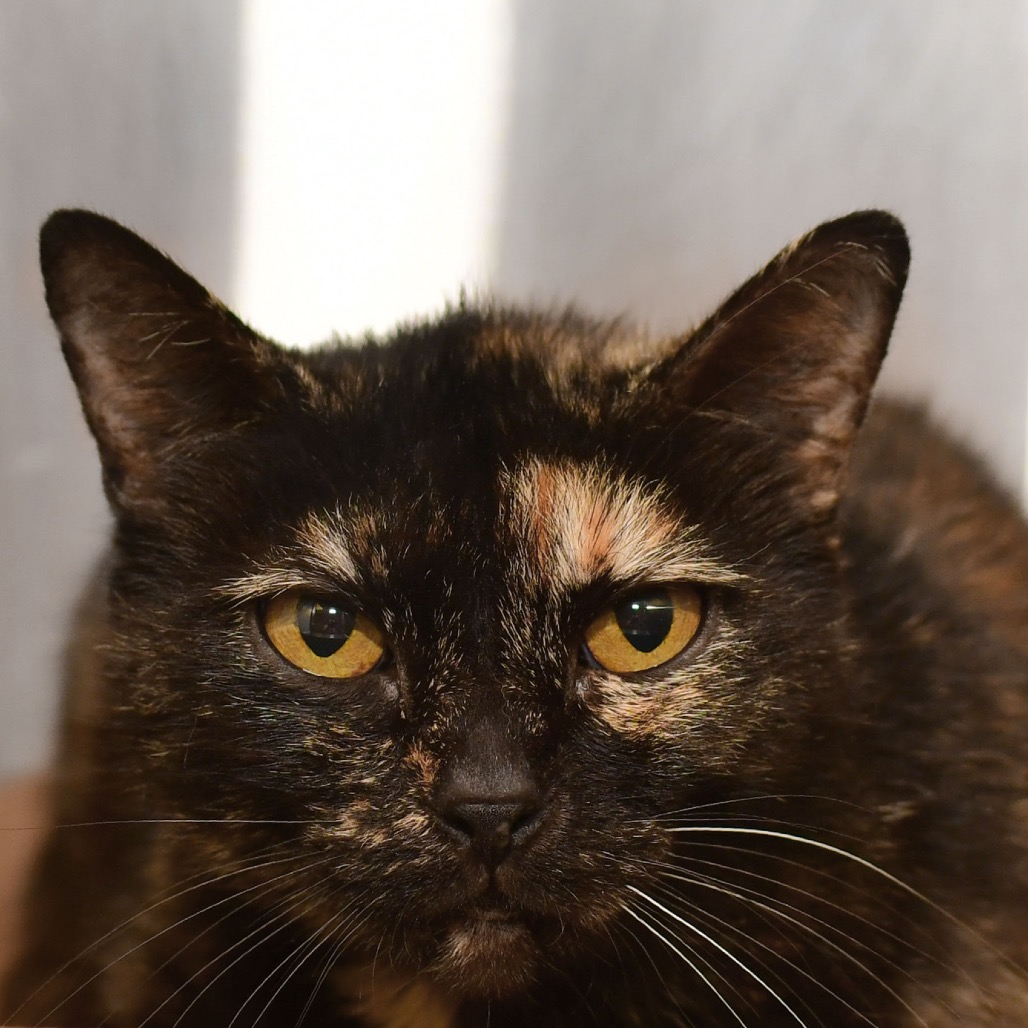 Shelter Stray Female Cat last seen , 3173 K-68 Hwy, Ottawa, KS 66067, USA