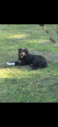 Found/Stray Male Dog last seen Mitchell Bridge Rd, Dalton, GA 30721