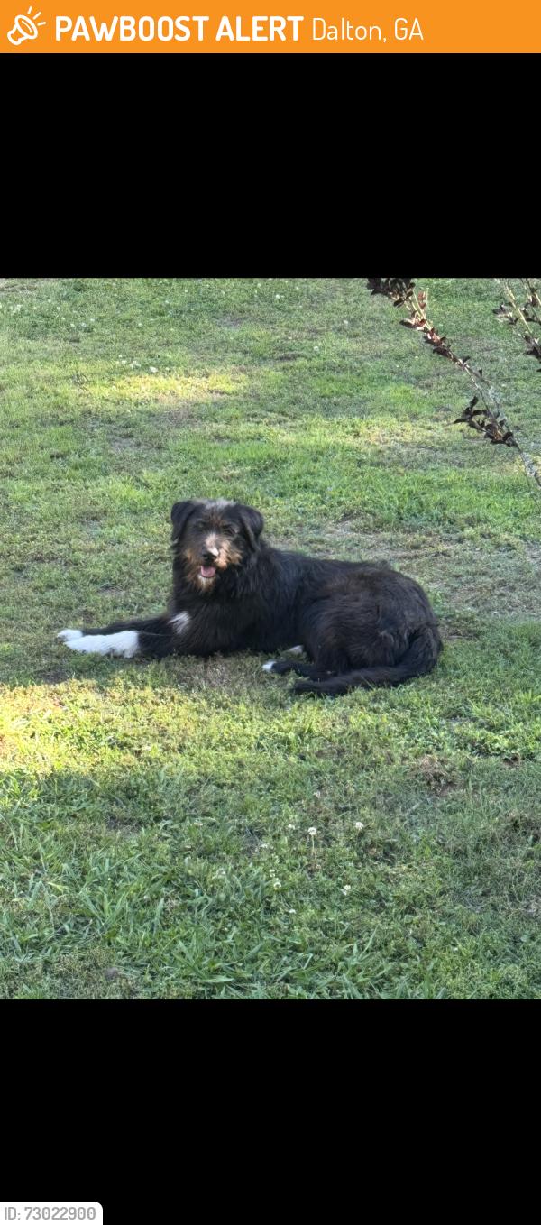 Found/Stray Male Dog last seen Mitchell Bridge Rd, Dalton, GA 30721