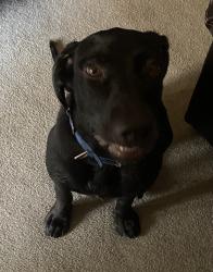Reunited Male Dog last seen Cascade Drive and Saundersville Road, Nashville, TN 37138