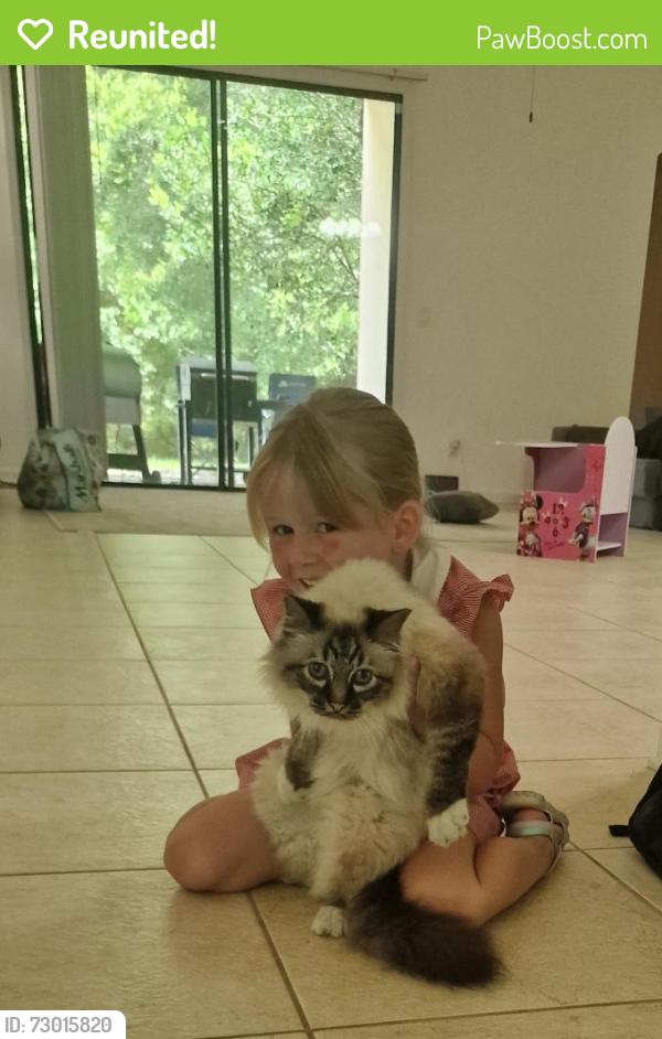 Reunited Male Cat last seen Valley Ridge preserve , Nocatee, FL 32081