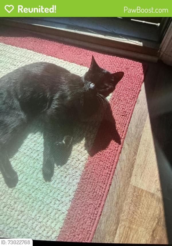 Reunited Male Cat last seen Near street playground emmerton school, Abingdon, MD 21009