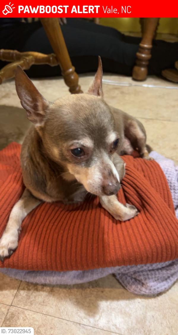 Lost Male Dog last seen Bud Davis road , Vale, NC 28168