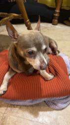 Lost Male Dog last seen Bud Davis road , Vale, NC 28168