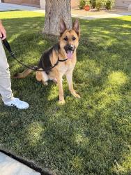 Found/Stray Male Dog last seen Rancho Vista Blvd at Summerwind, Palmdale, CA 93551