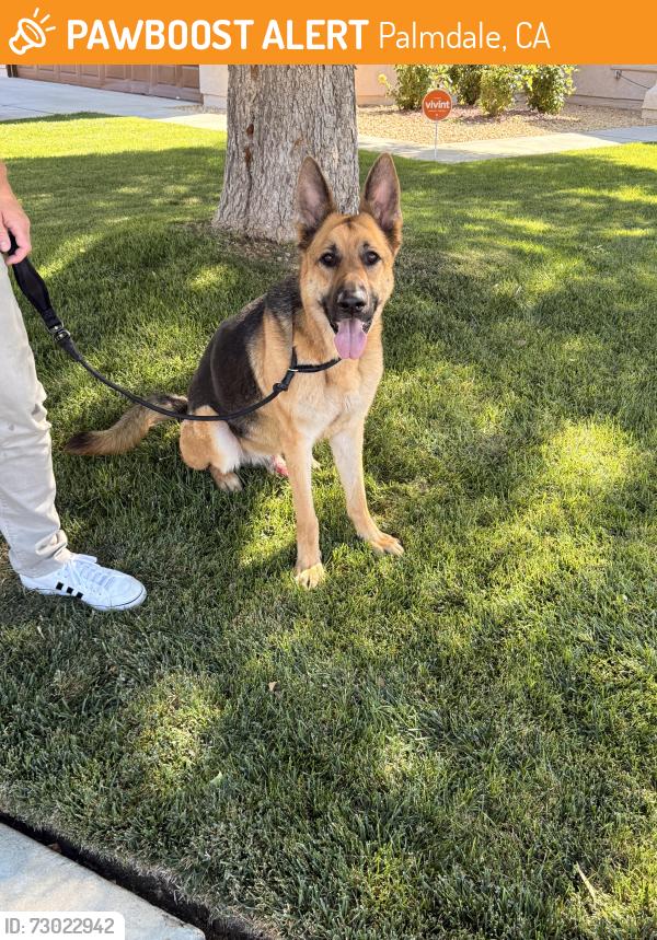 Found/Stray Male Dog last seen Rancho Vista Blvd at Summerwind, Palmdale, CA 93551