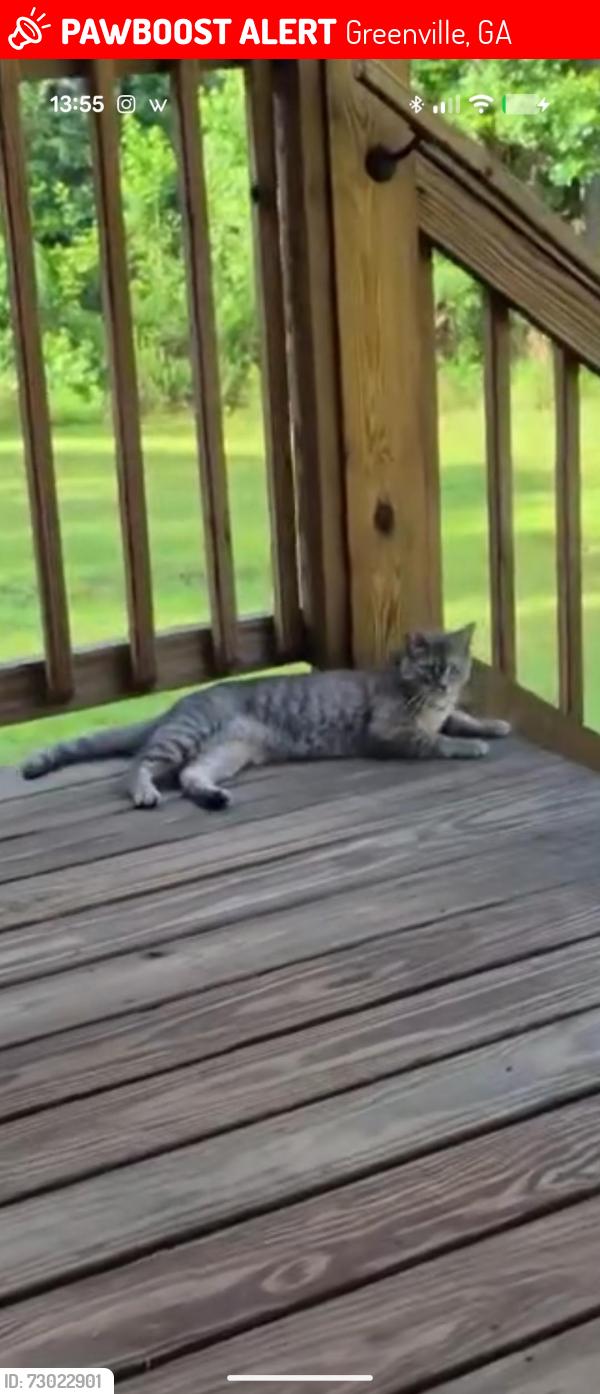 Lost Female Cat last seen Terrell Road, Greenville, GA 30222