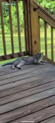 Lost Female Cat last seen Terrell Road, Greenville, GA 30222