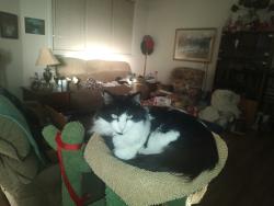 Lost Male Cat last seen In alley behind 8765 Stoneridge Pl , Montgomery, AL 36117