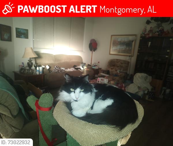 Lost Male Cat last seen In alley behind 8765 Stoneridge Pl , Montgomery, AL 36117